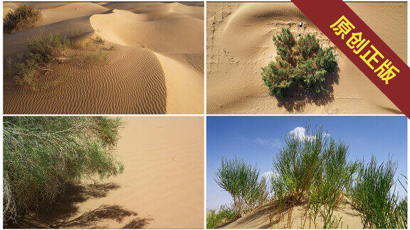 沙漠植物防沙固沙合集