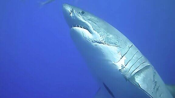 鲨鱼-深海觅食