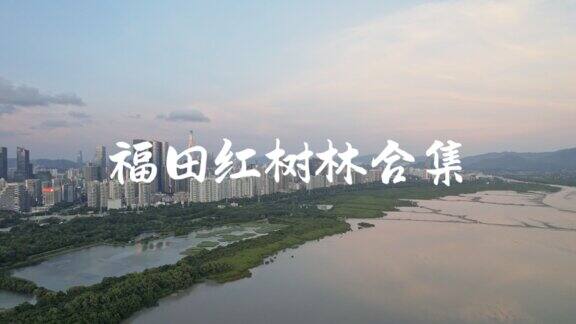 深圳福田红树林4K合集