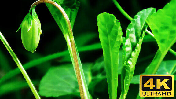 茶叶植物发芽生长延时拍摄